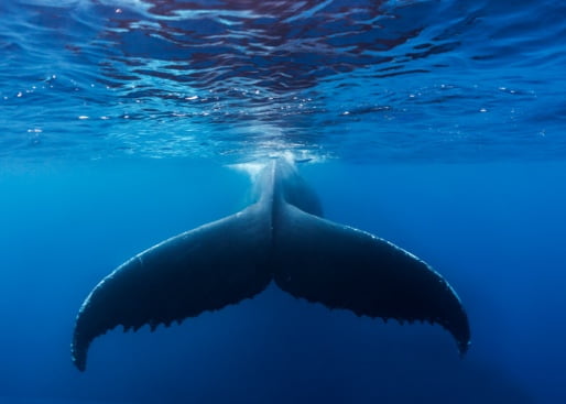 A whale fin from the back